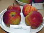 Õunapuu Malus domestica 'Els'