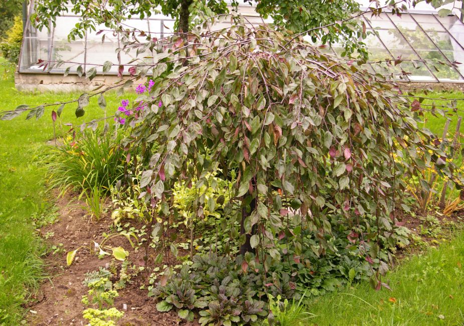 Maktab oquvchilarining katta mushuklari