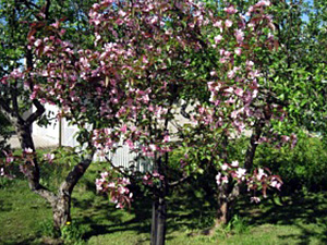 Õunapuu Malus ,Red Splendor’