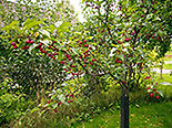 Õunapuu Malus ,Red Splendor’