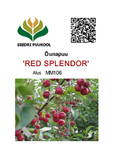 Õunapuu Malus ,Red Splendor’