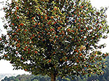 Pooppuu Sorbus intermedia