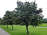 Pooppuu Sorbus intermedia