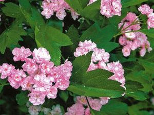 Mordeni viirpuu Crataegus x mordenensis 'Toba'