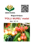 Magus kirsipuu Cerasus avium sün Prunus avium 'Polli murel'