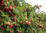 Harilik vaarikas Rubus idaeus 'Glen Ample'