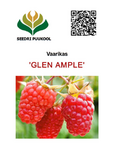 Harilik vaarikas Rubus idaeus 'Glen Ample'