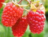 Harilik vaarikas Rubus idaeus 'Glen Ample'