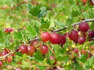 Karusmari Ribes uva-crispa 'Lepaan punainen'