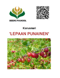 Karusmari Ribes uva-crispa 'Lepaan punainen'