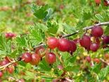 Karusmari Ribes uva-crispa 'Lepaan punainen'