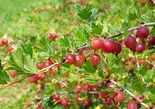 Karusmari Ribes uva-crispa 'Lepaan punainen'