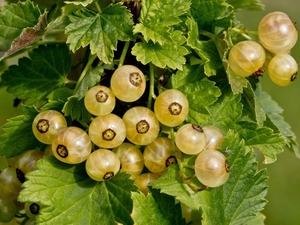 Valge sõstar Ribes rubrum 'Versailles' valge'
