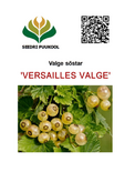 Valge sõstar Ribes rubrum 'Versailles' valge'