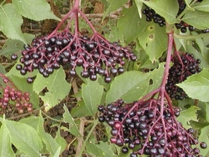 Must leeder Sambucus nigra 'Haschberg'