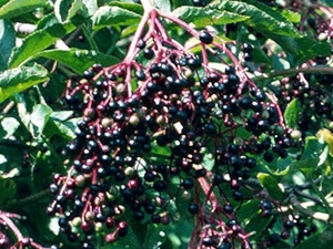 Must leeder Sambucus nigra 'Riese aus Vossloch'