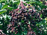 Must leeder Sambucus nigra 'Riese aus Vossloch'