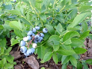 Kultuurmustikas Vaccinium 'Northcountry'