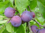 Ploomipuu Prunus 'Polli varane'