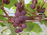 Viinapuu Vitis 'Jadviga'