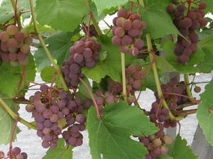 Viinapuu Vitis 'Sirvinta '