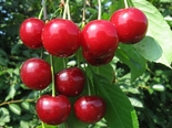 Hapu-kirsipuu Prunus vulgaris sün Cerasus vulgaris 'Malõshka'
