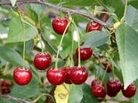 Hapu-kirsipuu Prunus vulgaris sün Cerasus vulgaris 'Haritonovskaja'