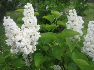 Harilik sirel Syringa vulgaris 'Vaigla valge'