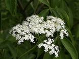 Must leeder Sambucus nigra Kalsnava