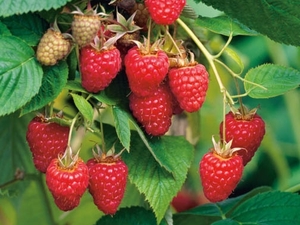 Harilik vaarikas Rubus idaeus 'Tulameen'