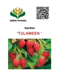 Harilik vaarikas Rubus idaeus 'Tulameen'