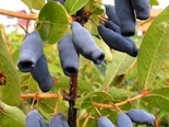 Sinikuslapuu Lonicera caerula var kamtschatika 'Morena'