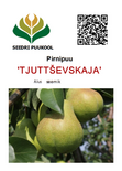 Pirn 'Tjuttševskaja'