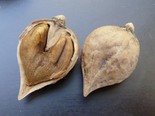 Südajas pähklipuu Juglans ailantifolia var. cordiformis