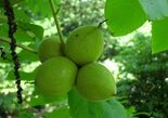 Südajas pähklipuu Juglans ailantifolia var. cordiformis