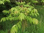 Südajas pähklipuu Juglans ailantifolia var. cordiformis