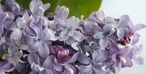 Harilik sirel Syringa vulgaris 'Nadezhda'