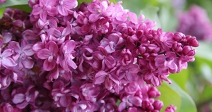 Harilik sirel Syringa vulgaris 'Prince Wolkonsky'