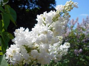 Harilik sirel Syringa  vulgaris 'Miss Ellen Wilmott'