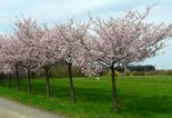 Ilukirsipuu Prunus sargentii 'Accolade'