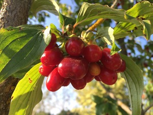 Kirss-kontpuu ehk kisiil Cornus mas