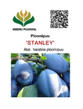 Ploomipuu Prunus 'Stanley'