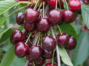 Magus kirsipuu Cerasus avium sün Prunus avium 'Stella'