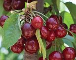 Magus kirsipuu Cerasus avium sün Prunus avium 'Stella'