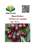Magus kirsipuu Cerasus avium sün Prunus avium 'Stella'