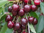 Magus kirsipuu Cerasus avium sün Prunus avium 'Stella'