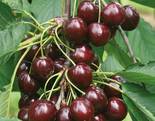 Magus kirsipuu Cerasus avium sün Prunus avium 'Stella'