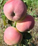 Õunapuu Malus domestica 'Orlovim'