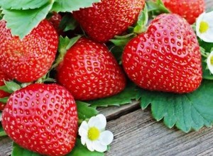 Aed-maasikas Fragaria x ananassa 'Polka'