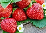 Aed-maasikas Fragaria x ananassa 'Polka'